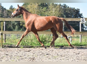 Other Breeds, Mare, 3 years, 16,1 hh, Chestnut-Red