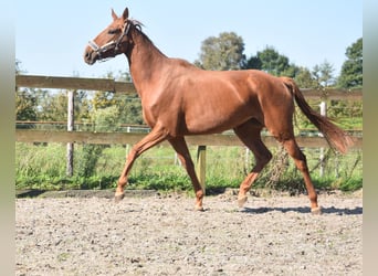 Sonstige Rassen, Stute, 3 Jahre, 16,1 hh, Fuchs