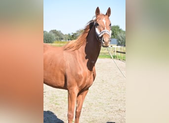 Other Breeds, Mare, 3 years, 16,1 hh, Chestnut-Red