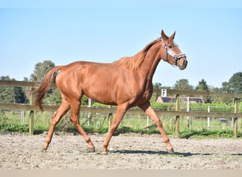 Sonstige Rassen, Stute, 3 Jahre, 16,1 hh, Fuchs