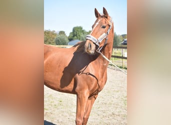 Other Breeds, Mare, 3 years, 16,1 hh, Chestnut-Red