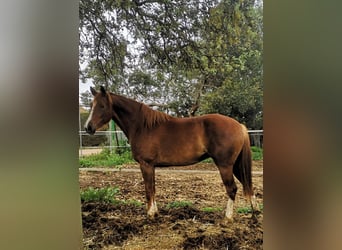 Other Breeds, Mare, 3 years, 16.1 hh, Chestnut-Red
