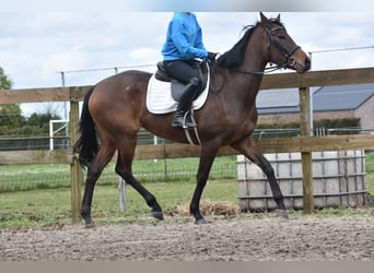 Other Breeds, Mare, 3 years, 16 hh, Bay