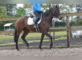 Other Breeds, Mare, 3 years, 16 hh, Bay