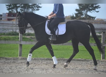 Other Breeds, Mare, 3 years, 16 hh, Black