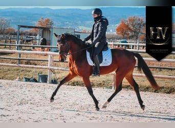 Other Breeds, Mare, 3 years, 16 hh, Brown