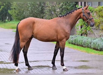 Other Breeds, Mare, 3 years, 16 hh