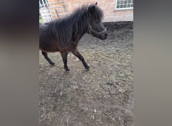 Other Breeds Mix, Mare, 4 years, 10.1 hh, Black