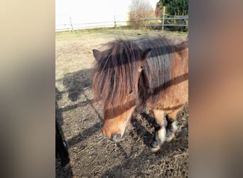 Other Breeds Mix, Mare, 4 years, 10.1 hh, Black