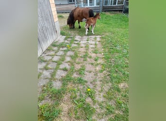 Other Breeds Mix, Mare, 4 years, 10.1 hh, Black