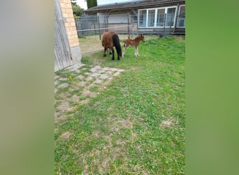 Other Breeds Mix, Mare, 4 years, 10.1 hh, Black