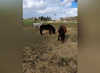 Other Breeds Mix, Mare, 4 years, 10.1 hh, Black