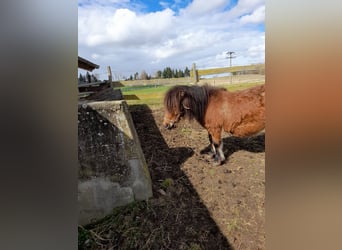 Other Breeds Mix, Mare, 4 years, 10.1 hh, Black