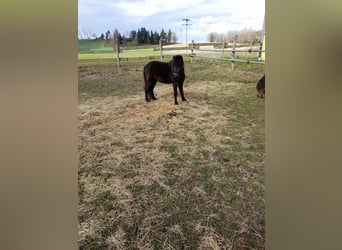 Other Breeds Mix, Mare, 4 years, 10.1 hh, Black
