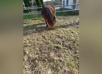 Other Breeds Mix, Mare, 4 years, 10.1 hh, Black