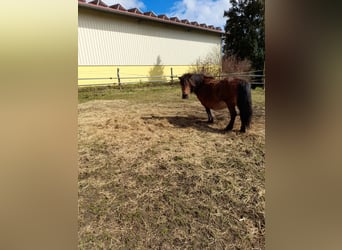 Other Breeds Mix, Mare, 4 years, 10.1 hh, Black