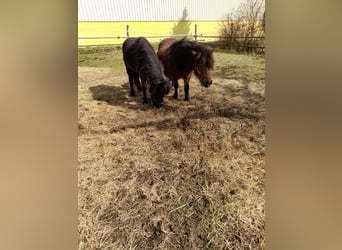 Other Breeds Mix, Mare, 4 years, 10.1 hh, Black
