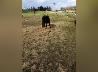 Other Breeds Mix, Mare, 4 years, 10.1 hh, Black
