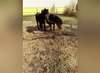 Other Breeds Mix, Mare, 4 years, 10,1 hh, Black