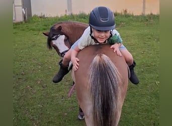 Other Breeds, Mare, 4 years, 11.1 hh