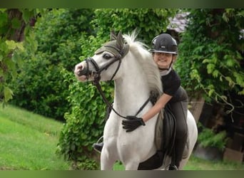 Other Breeds, Mare, 4 years, 11.2 hh, Gray