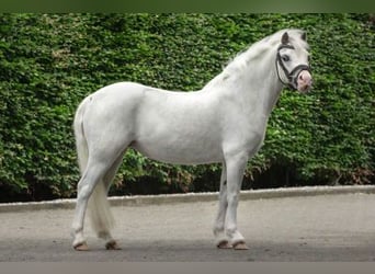 Other Breeds, Mare, 4 years, 11.2 hh, Gray