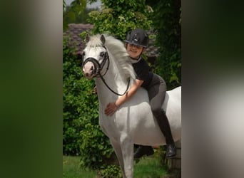 Other Breeds, Mare, 4 years, 11.2 hh, Gray
