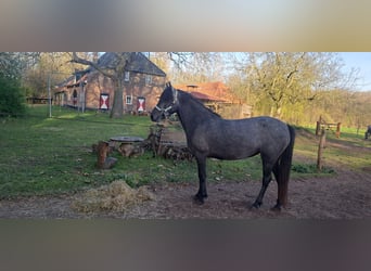 Other Breeds, Mare, 4 years, 13.2 hh, Grey
