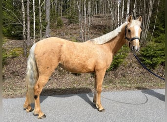 Other Breeds, Mare, 4 years, 13.2 hh, Palomino