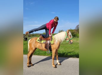 Other Breeds, Mare, 4 years, 13.3 hh, Palomino