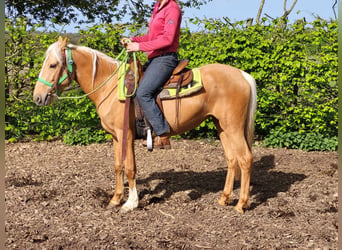 Other Breeds, Mare, 4 years, 13.3 hh, Palomino