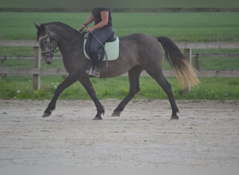 Other Breeds, Mare, 4 years, 14.1 hh, Gray