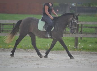 Other Breeds, Mare, 4 years, 14.1 hh, Gray
