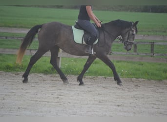 Other Breeds, Mare, 4 years, 14.1 hh, Gray