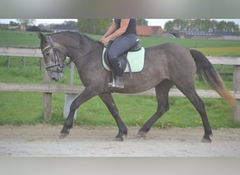 Other Breeds, Mare, 4 years, 14.1 hh, Gray