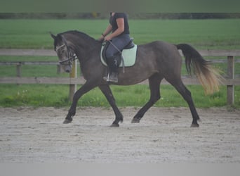Other Breeds, Mare, 4 years, 14.1 hh, Gray