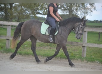 Other Breeds, Mare, 4 years, 14.1 hh, Gray