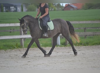 Other Breeds, Mare, 4 years, 14.1 hh, Gray