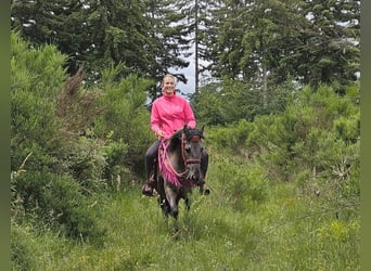 Other Breeds, Mare, 4 years, 14.1 hh, Grullo