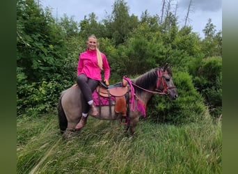 Other Breeds, Mare, 4 years, 14.1 hh, Grullo