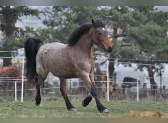 Other Breeds Mix, Mare, 4 years, 14.1 hh, Roan-Bay