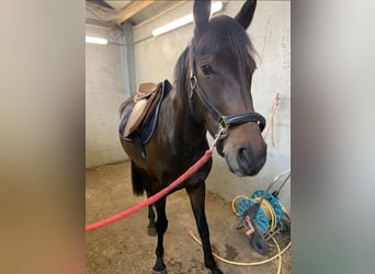 Other Breeds, Mare, 4 years, 14.1 hh, Smoky-Black
