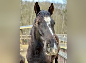 Other Breeds, Mare, 4 years, 14,2 hh, Black