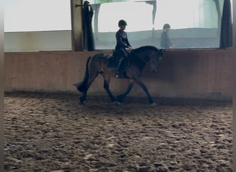 Other Breeds Mix, Mare, 4 years, 14.2 hh, Brown