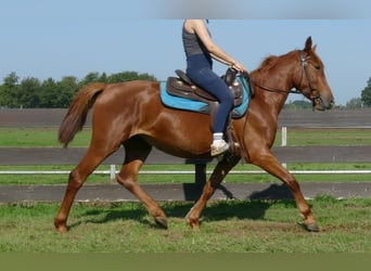 Other Breeds, Mare, 4 years, 14.2 hh, Chestnut-Red