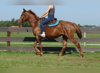 Other Breeds, Mare, 4 years, 14.2 hh, Chestnut-Red