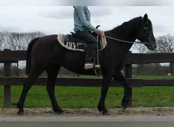 Other Breeds, Mare, 4 years, 14.2 hh, Gray-Dark-Tan