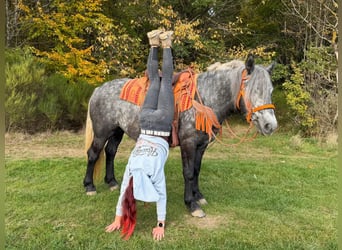Other Breeds, Mare, 4 years, 14.2 hh, Grey-Blue-Tan