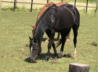 Other Breeds Mix, Mare, 4 years, 14.3 hh, Black
