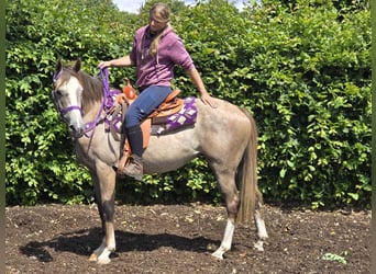 Other Breeds, Mare, 4 years, 14.3 hh, Brown Falb mold